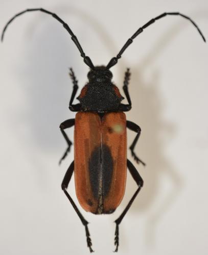 Réf. 275 950 : Purpuricenus kaehleri